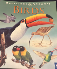 Image of Birds